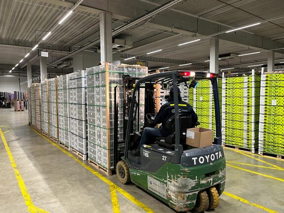 Arrival of avocados in the Netherlands