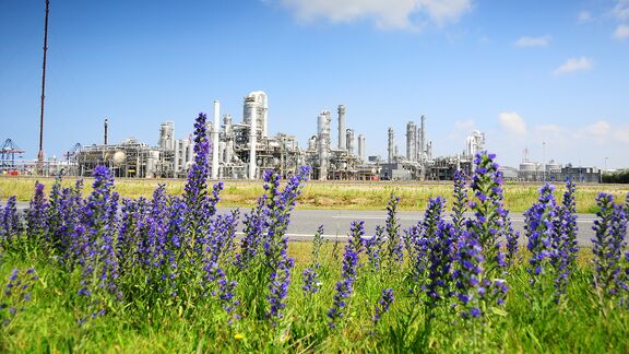 A refinery with lavender on the foreground