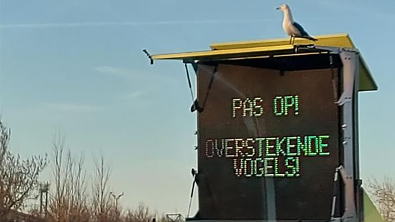 Dynamisch Route-informatiepaneel: pas op overstekende vogels