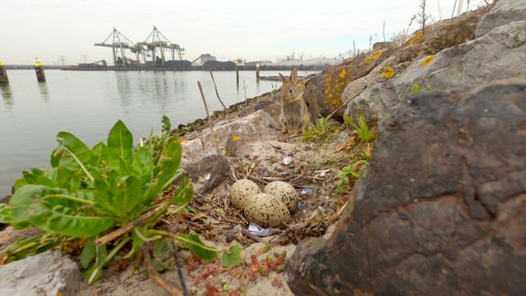 Scholekster eieren in de haven van Rotterdam