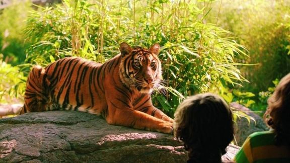 Tigre in Tierpark Blijdorp