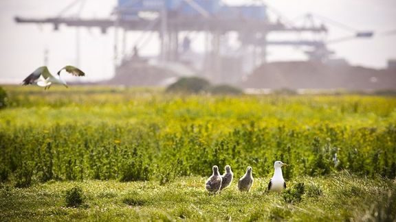 Möwen im Hafen