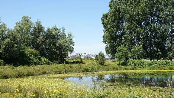 Eiland van Brienenoord