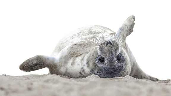 Zeehond