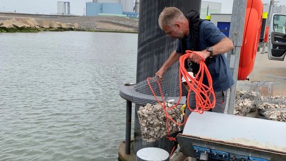 ARK'er Gijs van Zonneveld laat een 'tas' met lege oesterschelpen te water