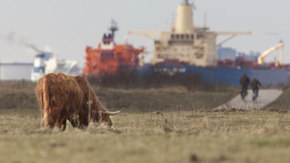 Een Schotse hooglander graast op landtong Rozenburg