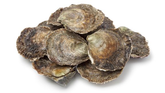 Platte oesters