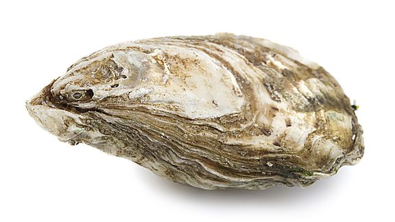 Platte oester