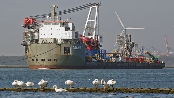 Zwanen in de haven