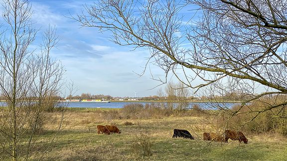 Natuurgebied Calandpark, Schotse Hooglanders