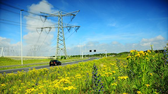 Die Blumen sind ein Bienenparadis ins Hafengebiet