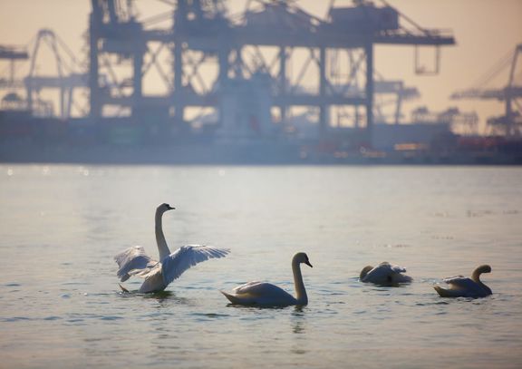 Swans on the Maasvlakte