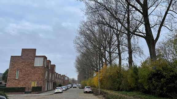 Groenwerkzaamheden en kap langs Rondolaan op Rotterdam, Heijplaat