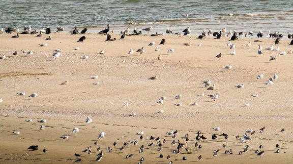 Vogels op het strand bij Maasvlakte 2