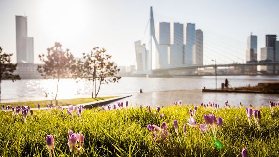 Lila Blumen mit der Skyline von Rotterdam im Hintergrund