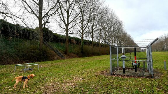 Bomen aan de Droespolderweg