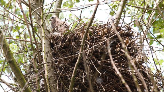 Vogel zit op het nest in een boom