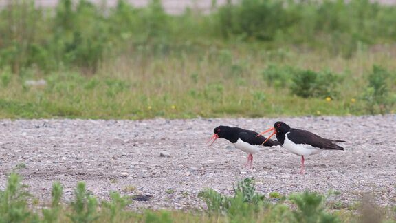 Twee vogels in de natuur