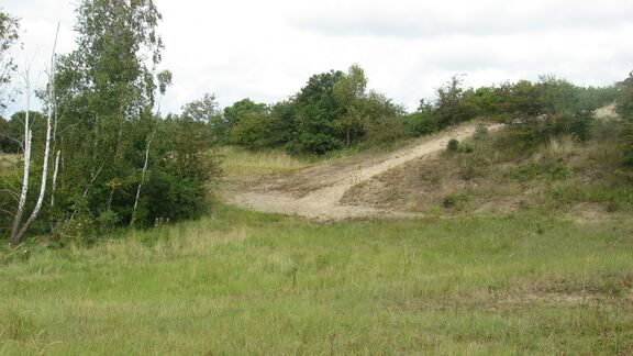 Duinen m et struiken