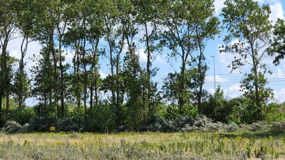 Struiken en bomen