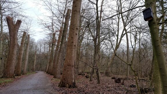 Bomen met vleermuiskasten