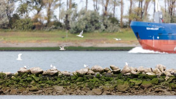 Waterweg, schip en meeuwen