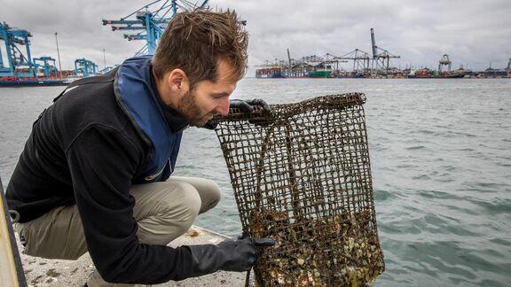 Foto van een 'oesterwieg' van ARK, die gebruikt worden als een soort kickstarter van riffen.