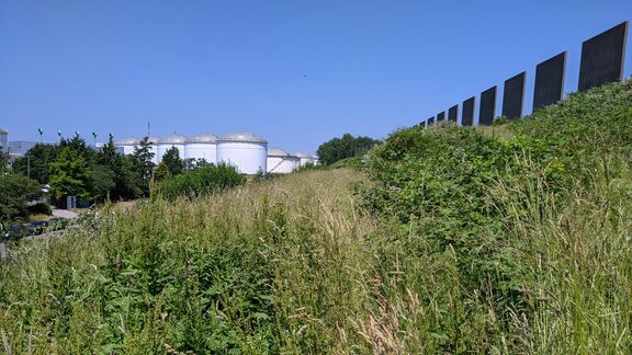 Europoort natuur