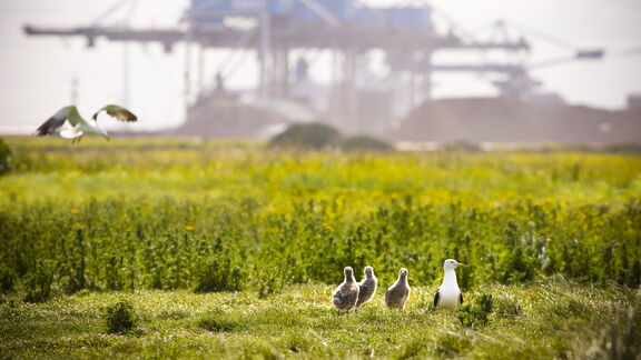Eine Kolonie von Möwen auf der Maasvlakte