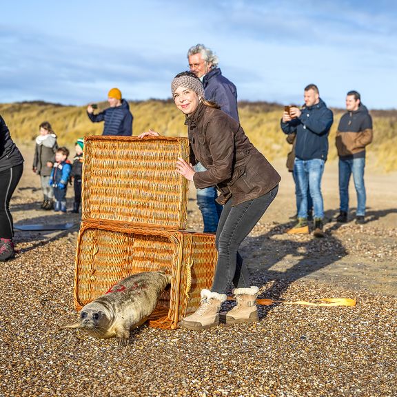 Zeehond wordt weer vrijgelaten op het strand