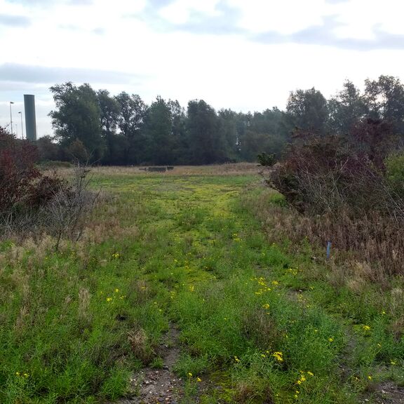 Natuurlijke natuurontwikkeling