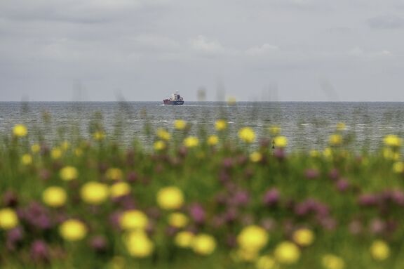 juli-mv2-in-bloei.jpg