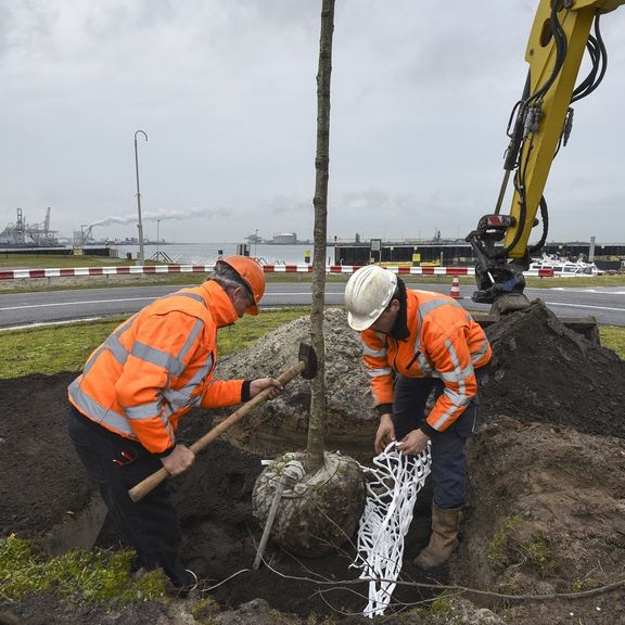 500ste boomverankering in haven Rotterdam