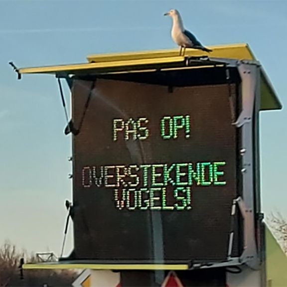 Broedgelegenheid kustvogels realiseren