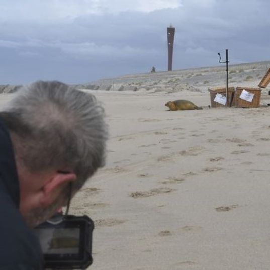 Release of seals in the port of Rotterdam