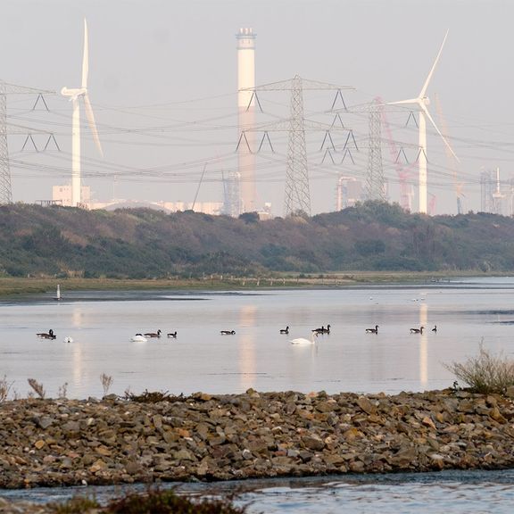 Natur im Hafen von Rotterdam