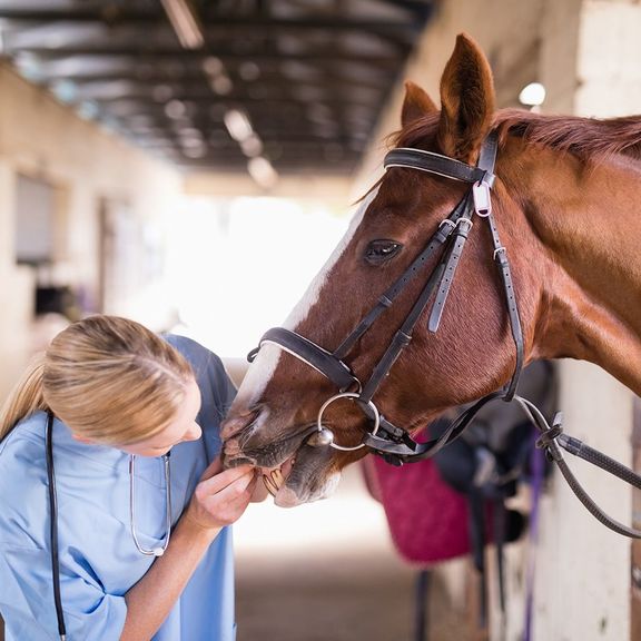 Dierenarts bij paard