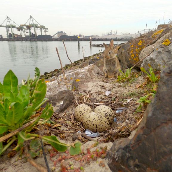 Scholekster eieren in de haven van Rotterdam