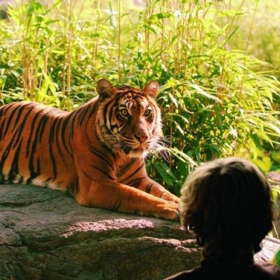 Tijger Diergaarde Blijdorp