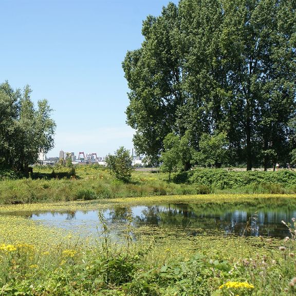 Eiland van Brienenoord