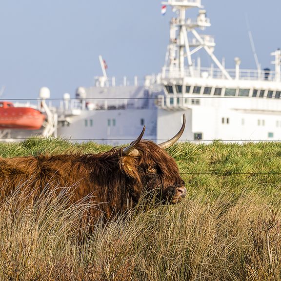   Schotse Hooglander en een scheepsbrug op de achtergrond