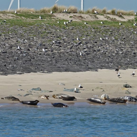 Seals in the port of Rotterdam