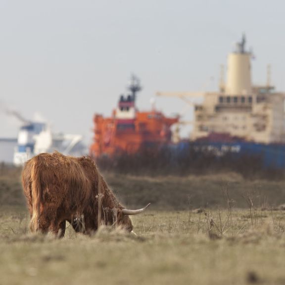 Een Schotse hooglander graast op landtong Rozenburg