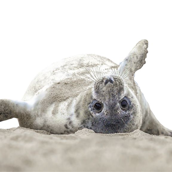 Zeehond op het strand