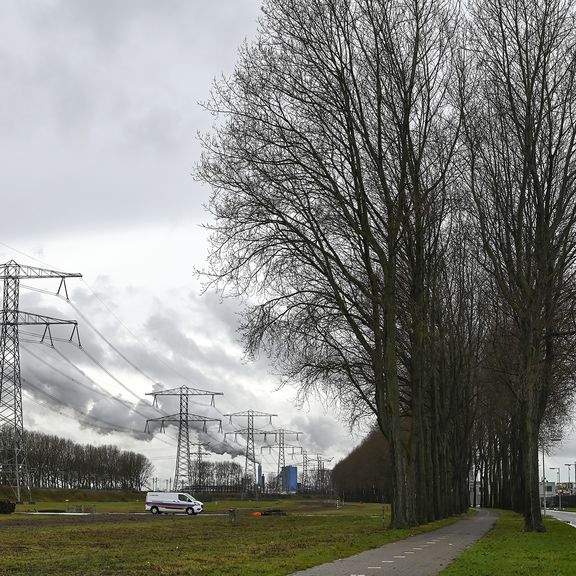 Bomen aan de Dintelweg