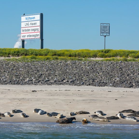 Zeehonden in de Rotterdamse haven