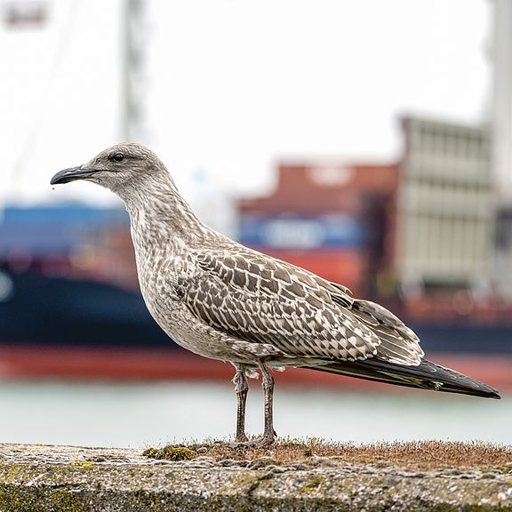 Meeuwen in de haven