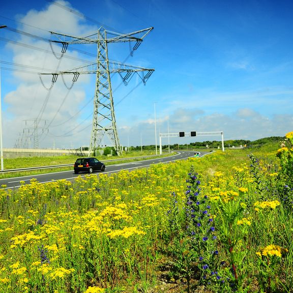 bloemen in de haven zijn een paradijs voor bijen