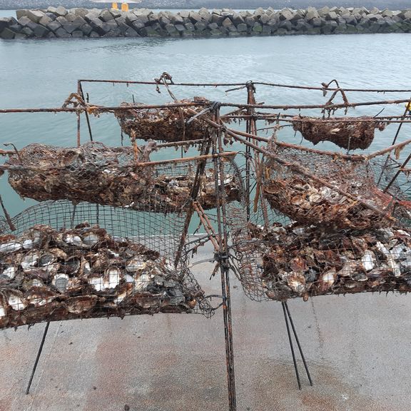 Oesterkorven na drie maanden in het water