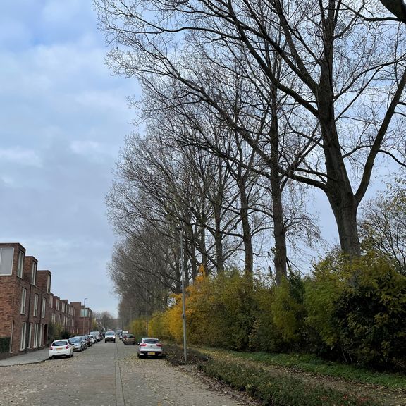 Groenwerkzaamheden en kap langs Rondolaan op Rotterdam, Heijplaat